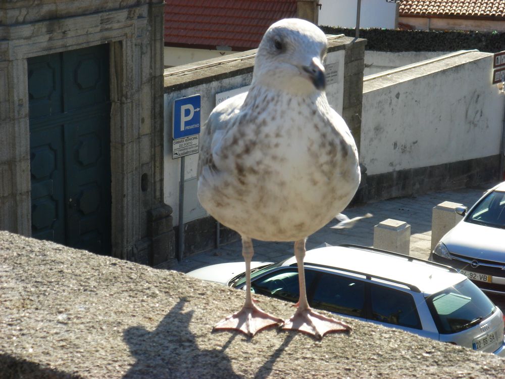 И птице позирају у Порту