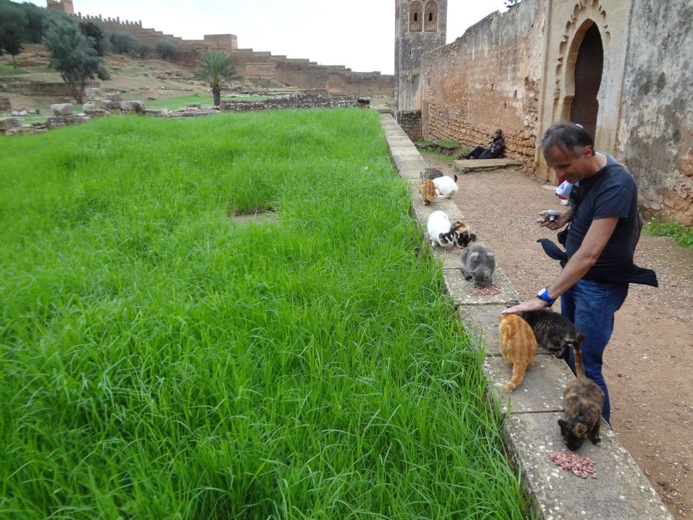Мачке су супер пријатељски настројене